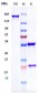 Anti-TNFSF2 / TNFa Reference Antibody (infliximab)